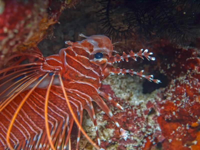 Lion Fish, Seulako Cave